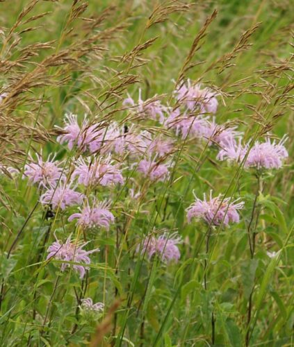 Mend With Marvelous Monarda